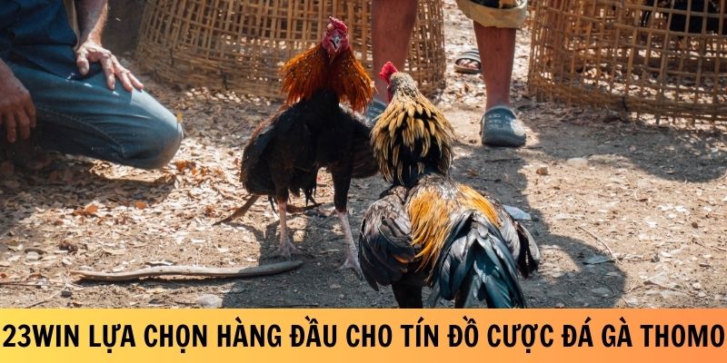 23Win là lựa chọn hàng đầu cho tín đồ cược đá gà Thomo
