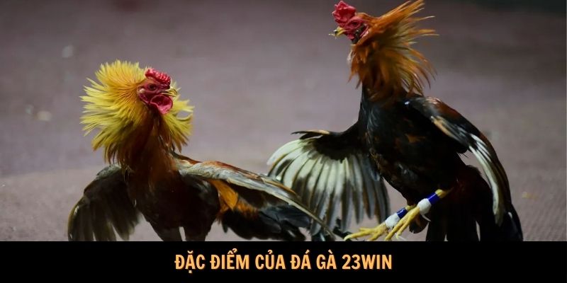 Đặc điểm của Đá gà 23Win