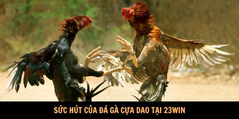 Sức hút của đá gà cựa dao tại 23Win