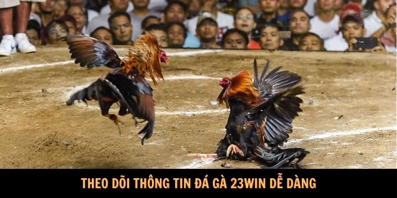 Theo dõi thông tin Đá gà 23Win dễ dàng